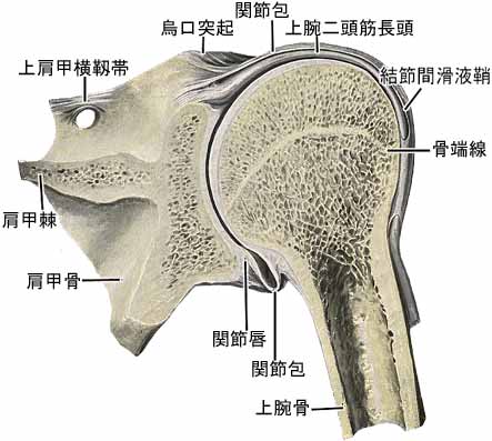 A03501001c.jpg (25865 バイト)