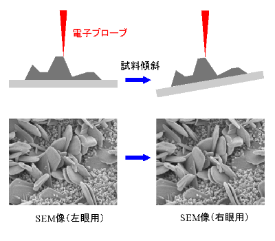 ステレオ観察