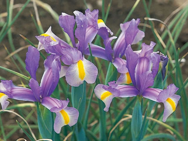 オランダ菖蒲の画像