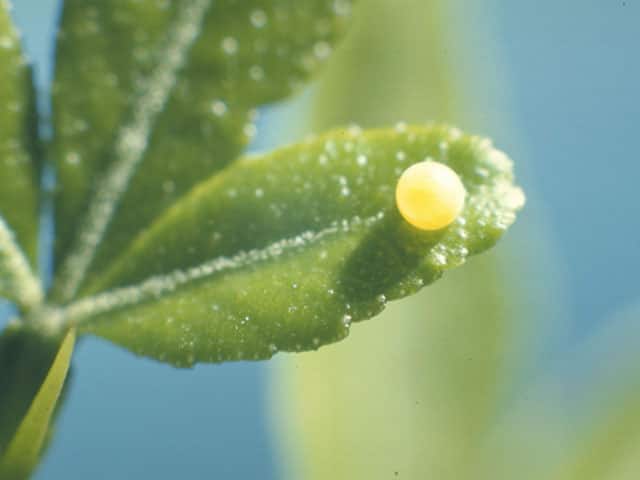 揚羽蝶／鳳蝶の画像