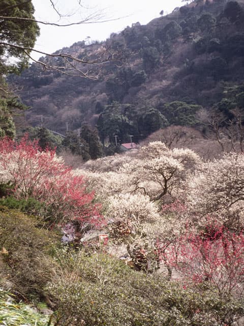 熱海の画像