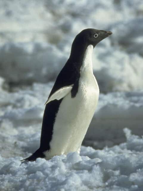 アデリー‐ペンギンの画像