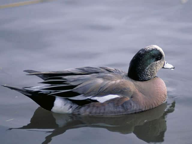 鴨／鳧の画像