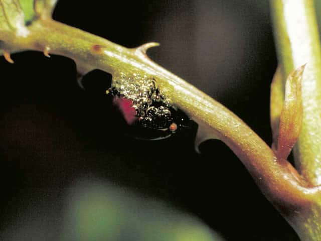 泡吹虫の画像