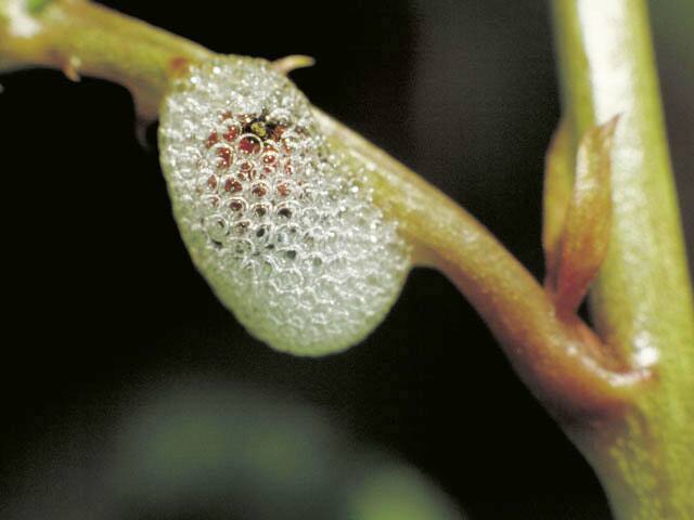 泡吹虫の画像