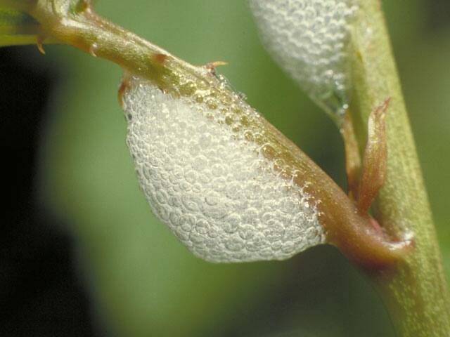 泡吹虫の画像