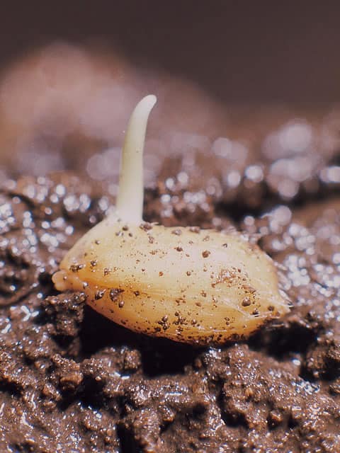 稲の画像