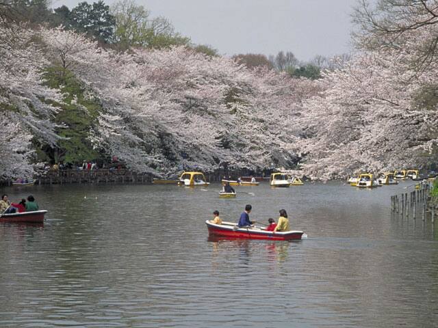 井の頭公園の画像