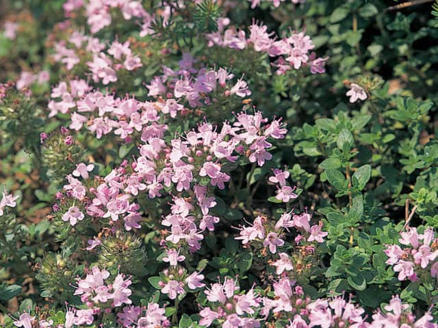 伊吹麝香草の画像