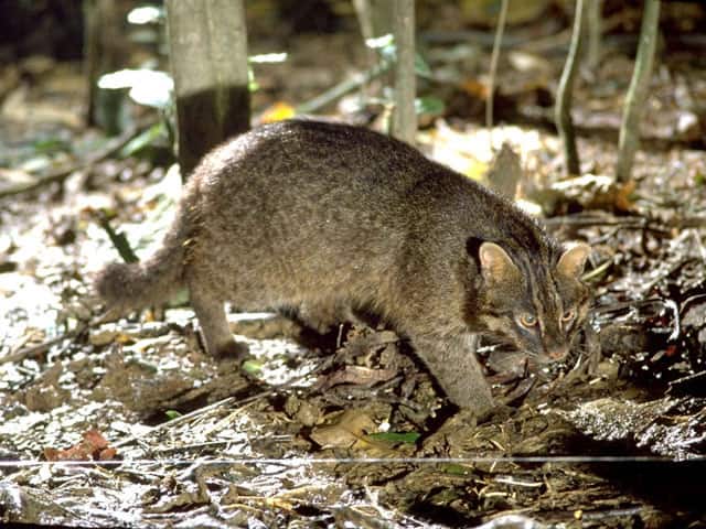 西表山猫の画像