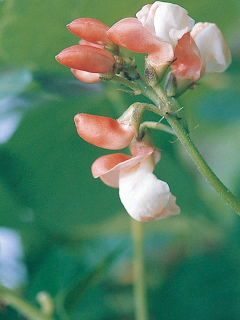 隠元豆の画像
