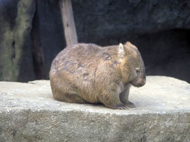 ウォンバットの画像