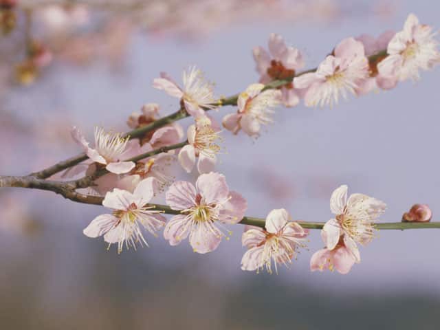 梅の画像