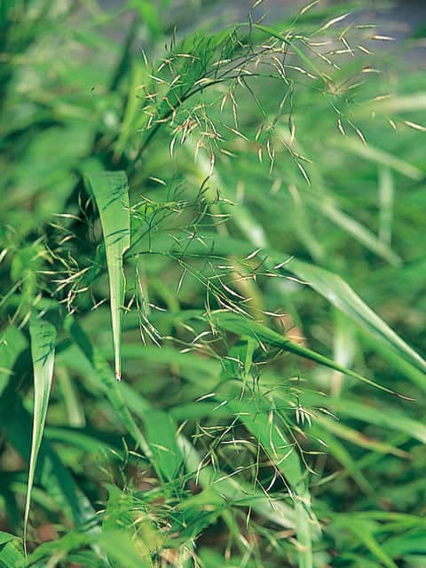 裏葉草の画像