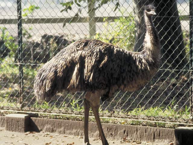 エミューの画像