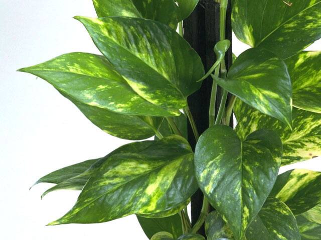 黄金葛の画像