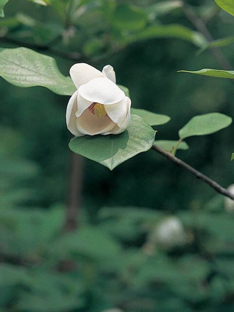 大山蓮華の画像