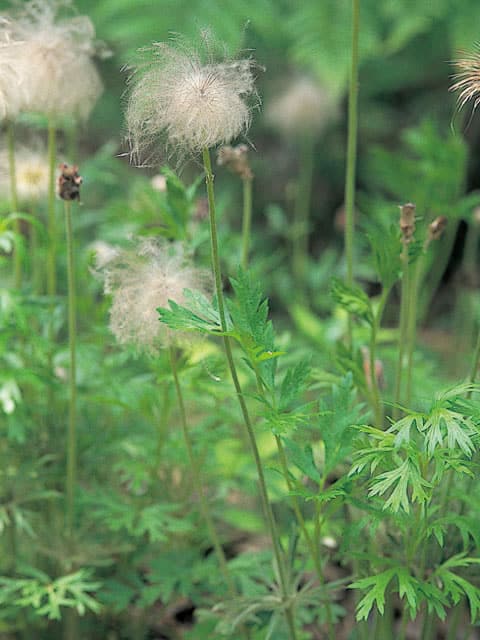 翁草の画像