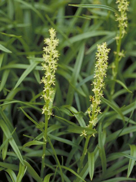 尾瀬草の画像