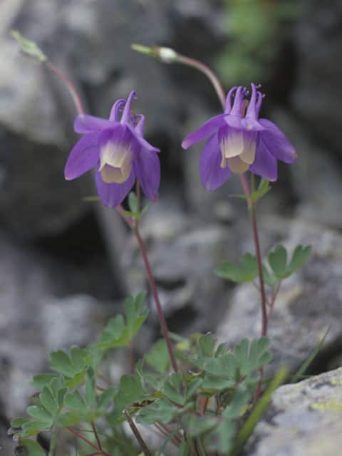 深山苧環の画像