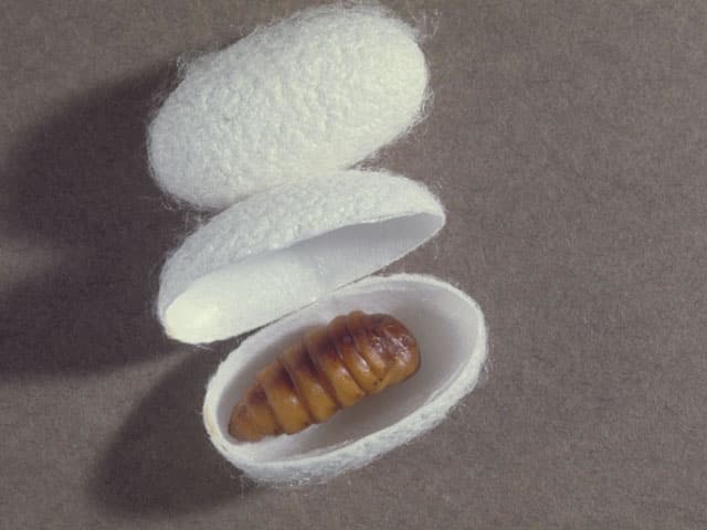 蚕の画像