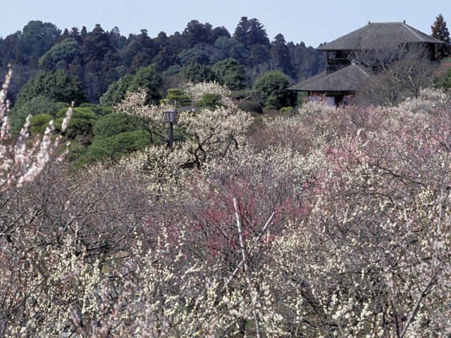 偕楽園の画像