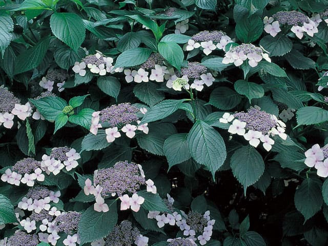 額紫陽花の画像