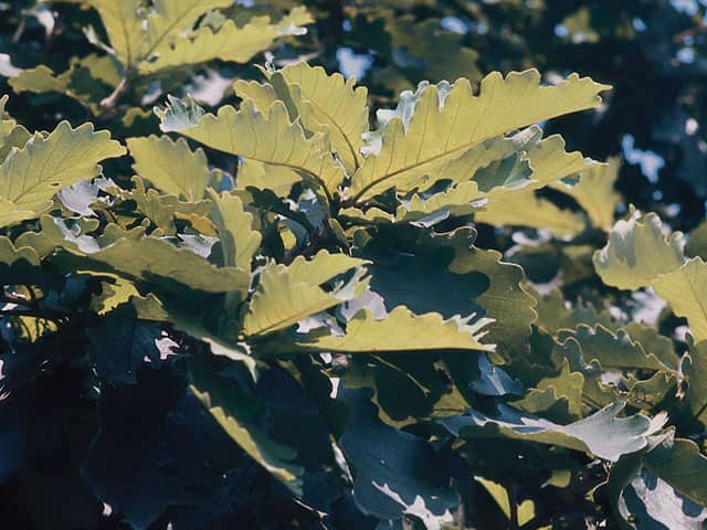 柏／槲／檞の画像
