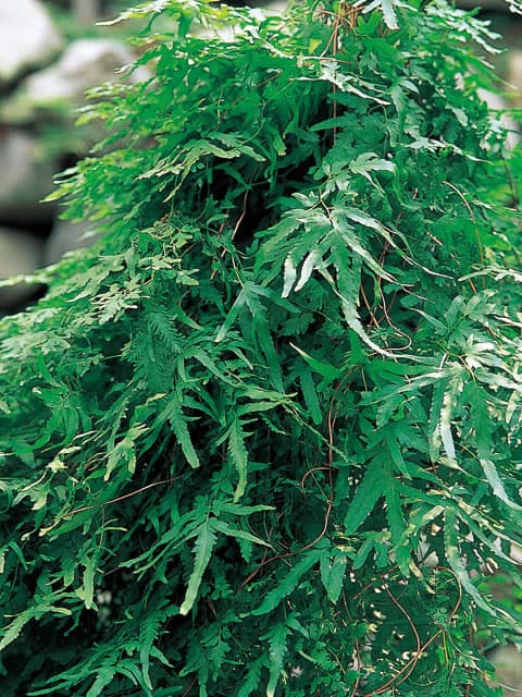蟹草の画像