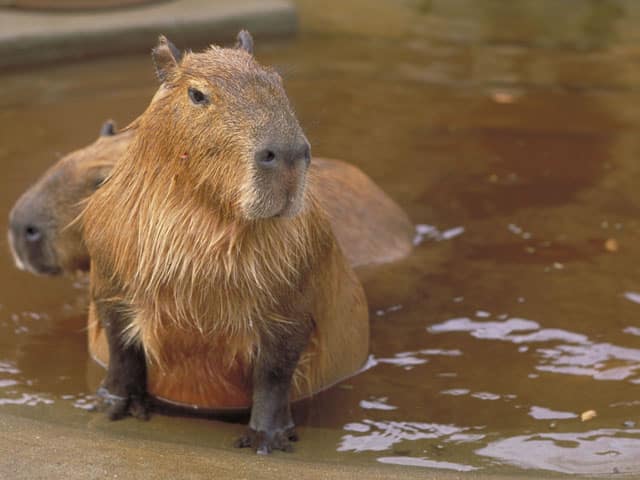 カピバラの画像