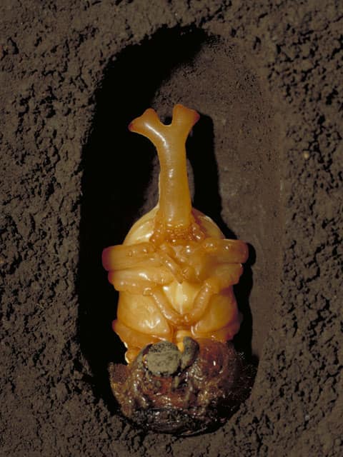 兜虫／甲虫の画像