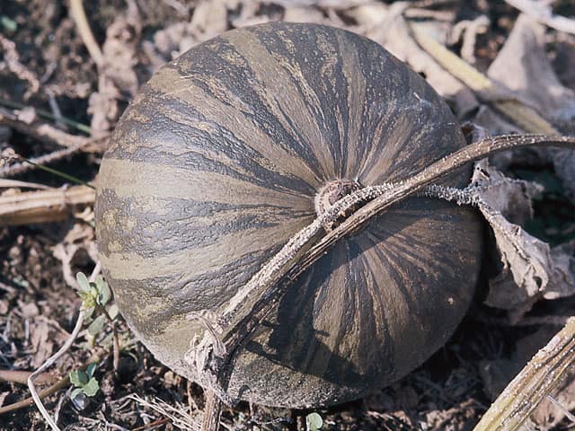 カボチャの画像