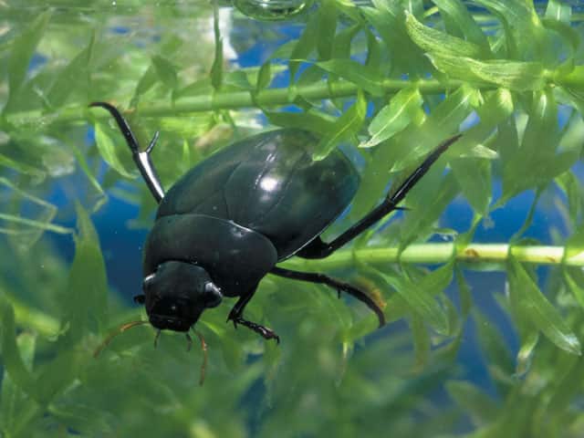 牙虫の画像