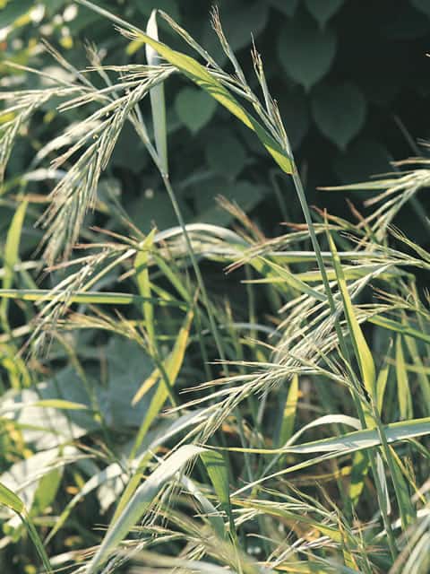 髢草の画像