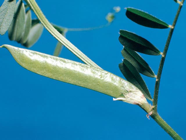 烏野豌豆の画像