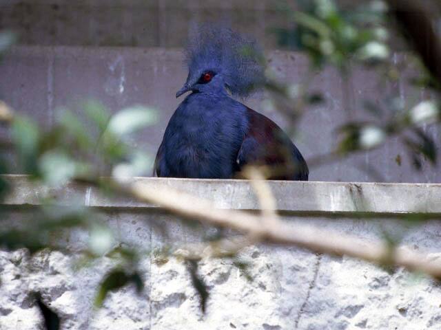 冠鳩の画像