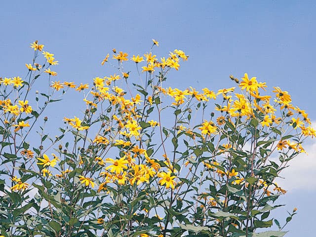 菊芋の画像