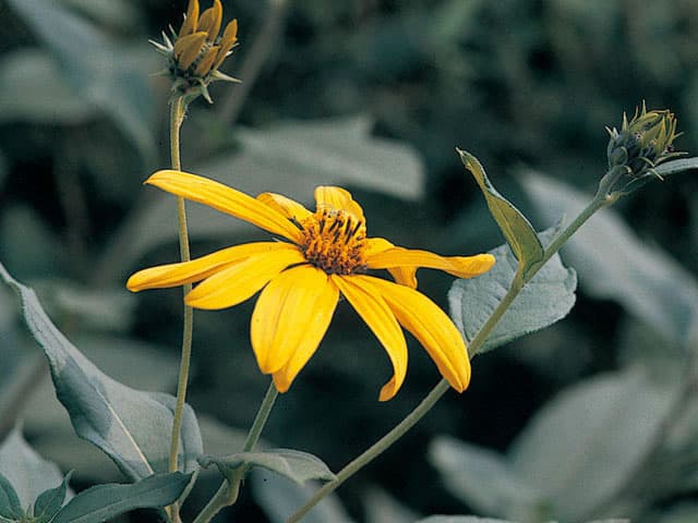 菊芋の画像