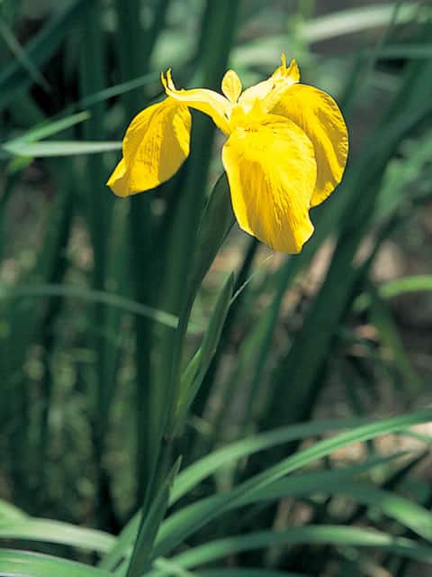 黄菖蒲の画像