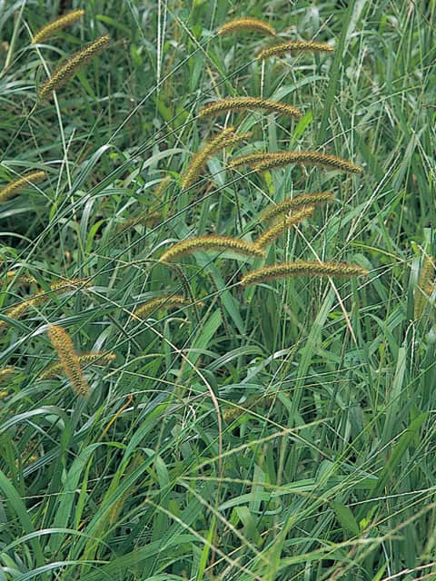 狗尾草の画像