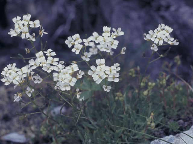 高山植物の画像