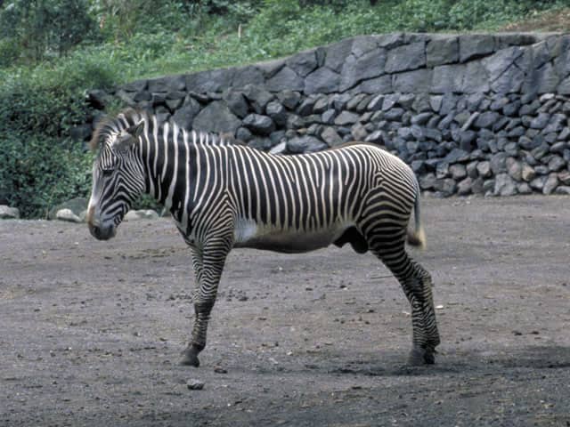 グレビー縞馬の画像