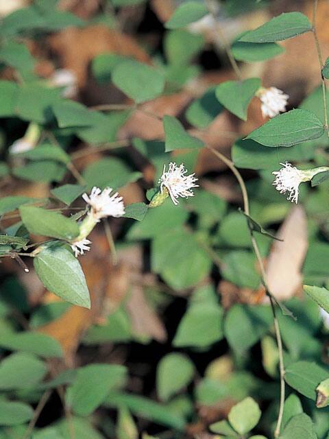 高野箒の画像
