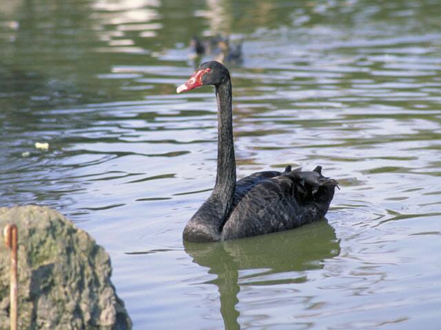 黒鳥の画像