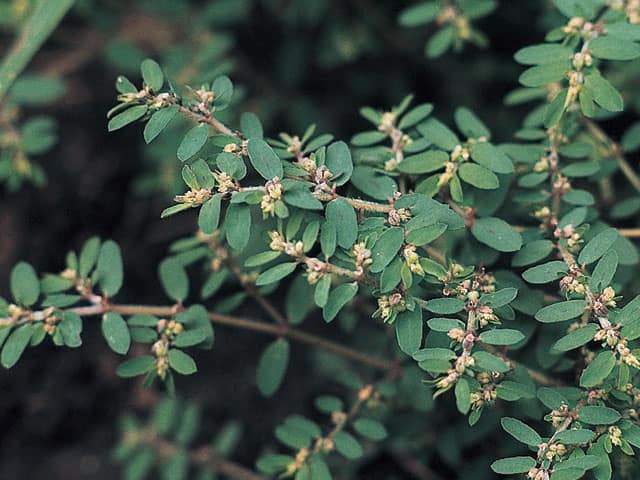 帰化植物の画像