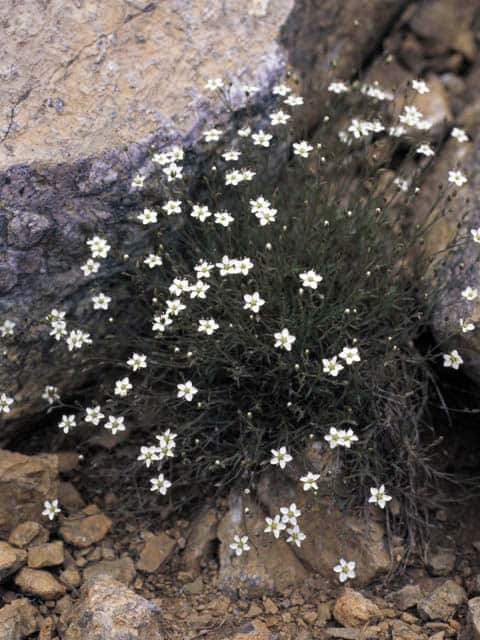高山植物の画像