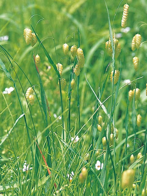 小判草の画像