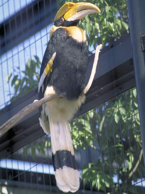犀鳥の画像