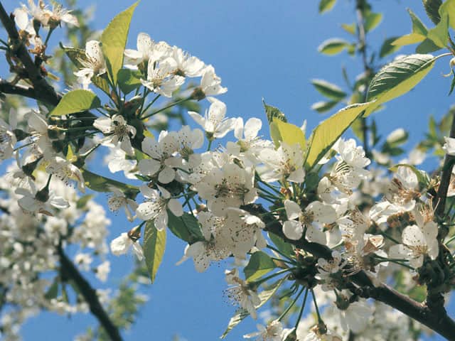 桜ん坊／桜桃の画像