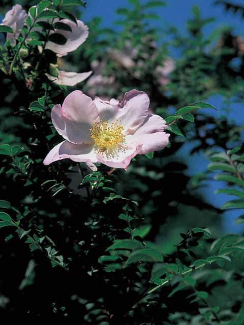 山椒薔薇の画像